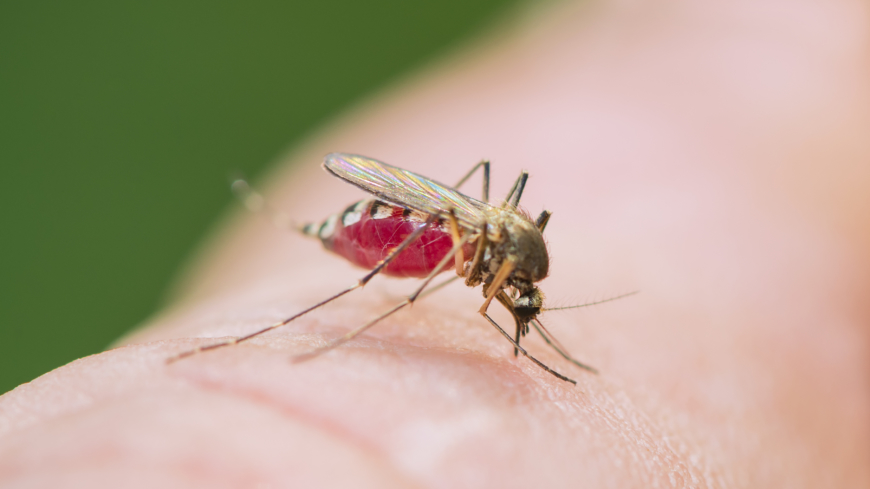 Zikavirus – det här händer just nu